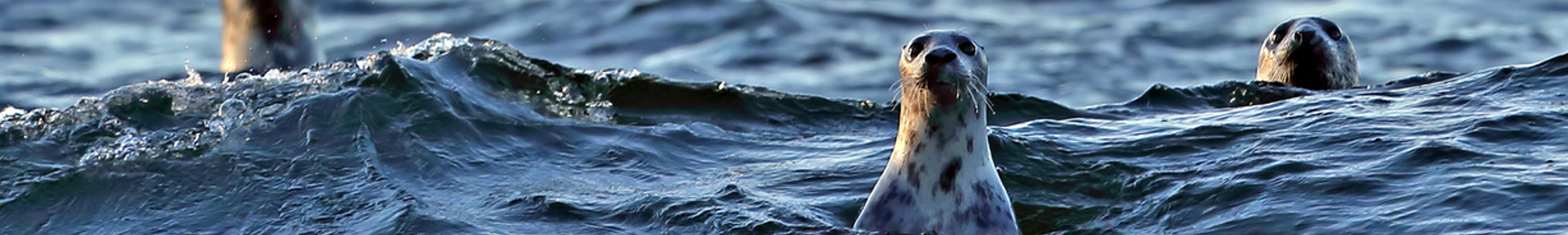 Seals